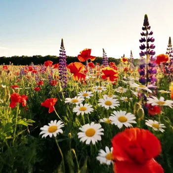 Video to Lineart / Canny - Before