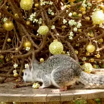 LTX-2 Canny to Video - 1