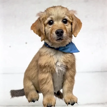 Squish Anything with LTX-2 I2V and LoRA